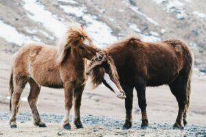 two-brown-horses-in-field