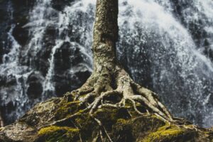 tree-roots-on-rock-formation