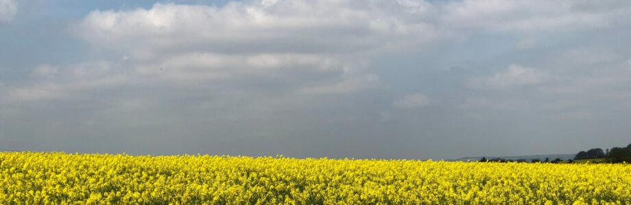 flower-field-under-white-clouds