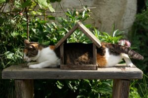 white,-brown,-and-black-cat-on-brown-wooden-table